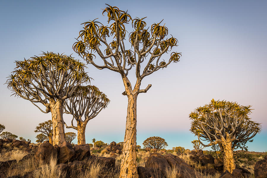 Sunset Photograph - Quiver Tree Sunset - Namibia Africa Photograph by Duane Miller