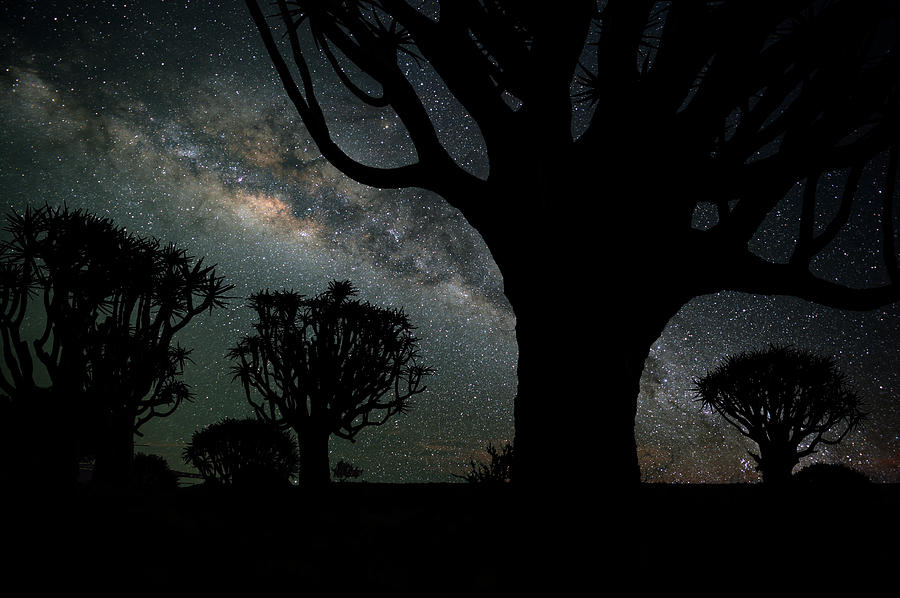 Quiver Trees And The Milky Way Photograph by Wolfgang steiner