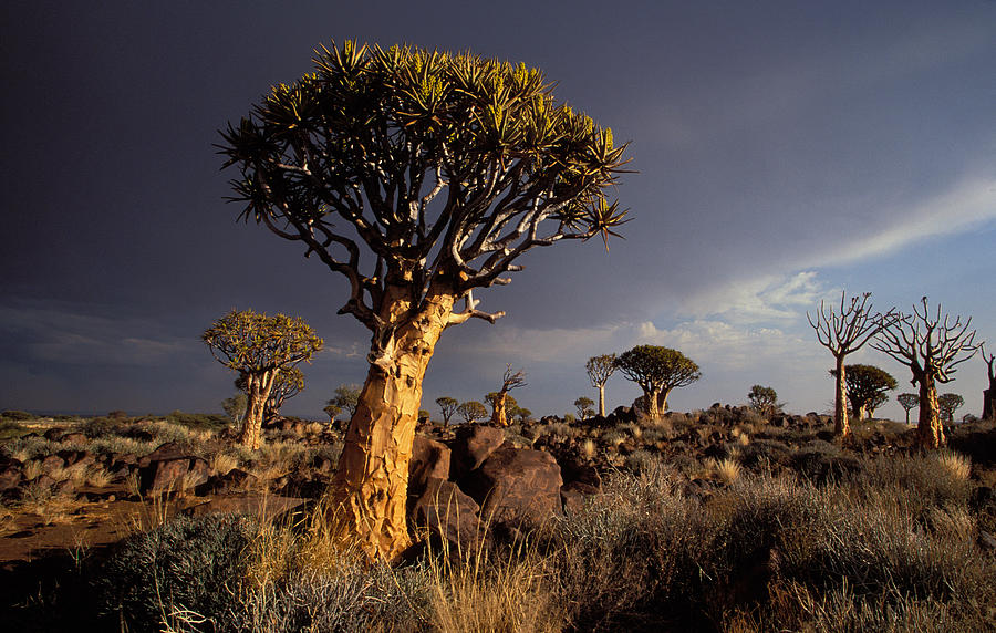 Quiver Trees, Namibia Photograph by Nigel Dennis