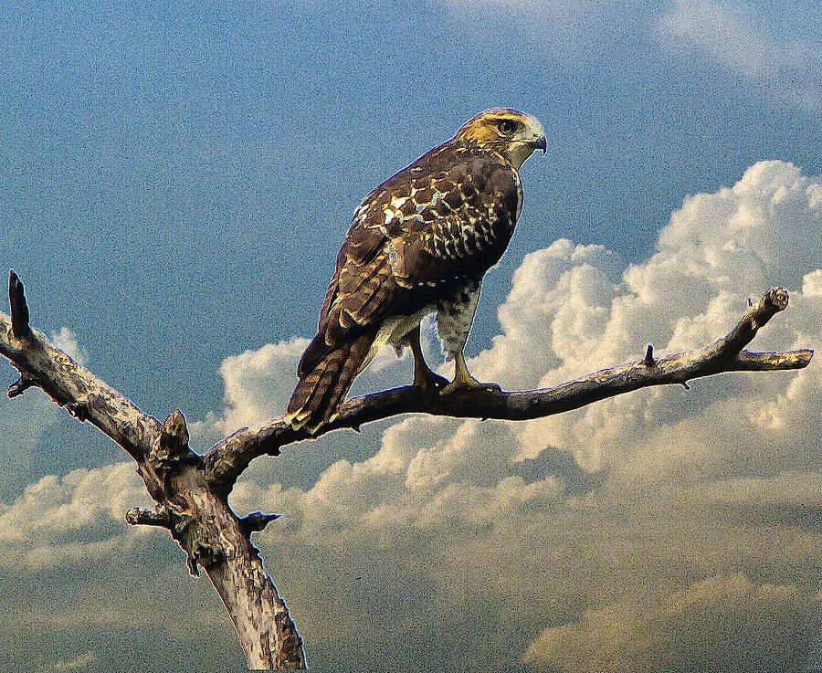 Quivett Creek Marsh Red-tailed Hawk Photograph by Constantine Gregory