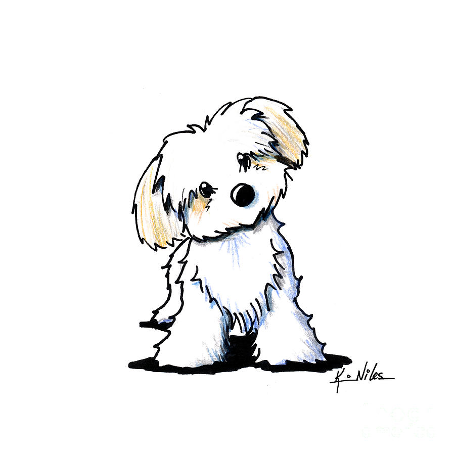 Dog Drawing - Quizzical Havanese by Kim Niles aka KiniArt