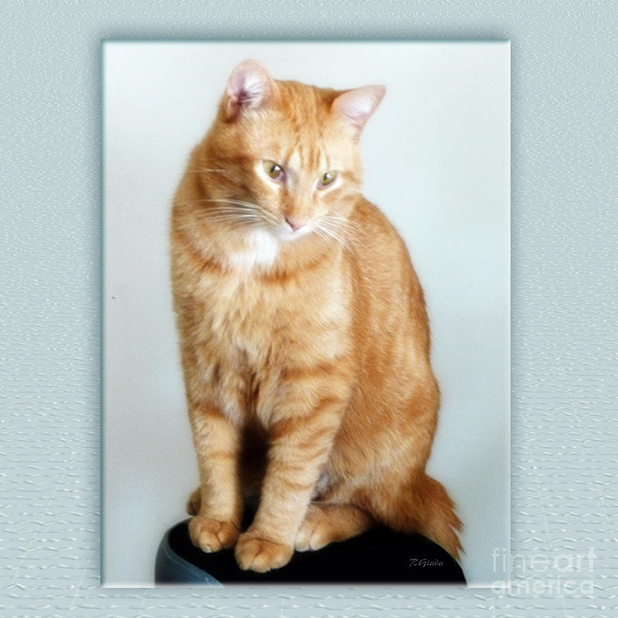 Cat Digital Art - Quo the poser - photograph by RGiada by Giada Rossi