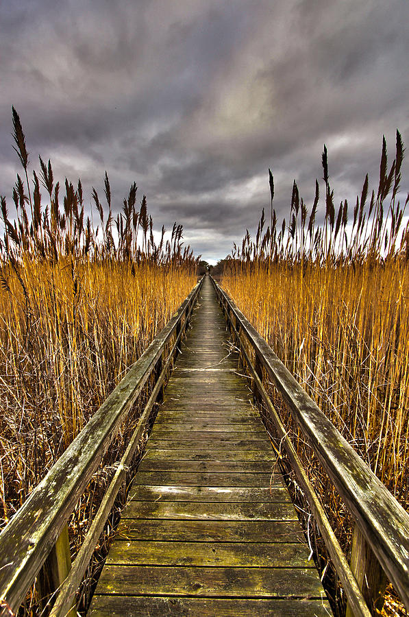 Quogue Wetlands Preserve - 2 Photograph by Robert Seifert