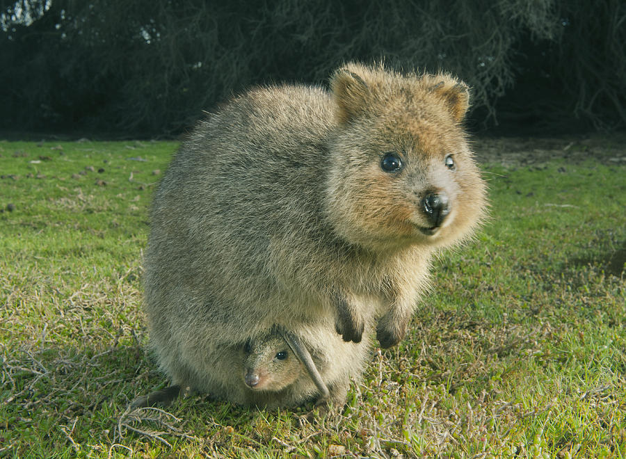 Quokka And Joey Rottnest Isl Australia Photograph by Kevin Schafer