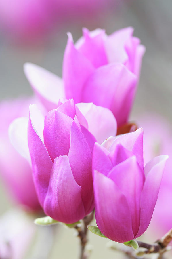 &quotheavenly Scent" Magnolia Soft Photograph by Earleliason