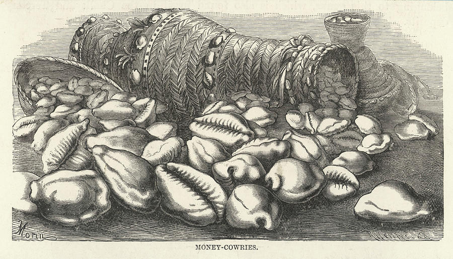Shell Drawing - "money-cowries" Of Pacific by Mary Evans Picture Library