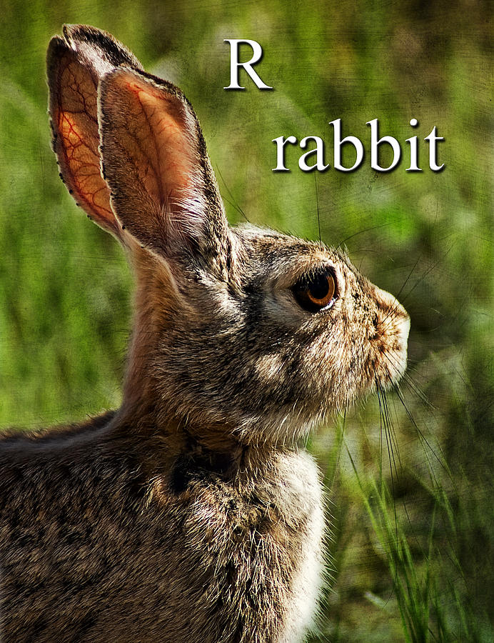 Rabbit Photograph - R is for Rabbit by Priscilla Burgers