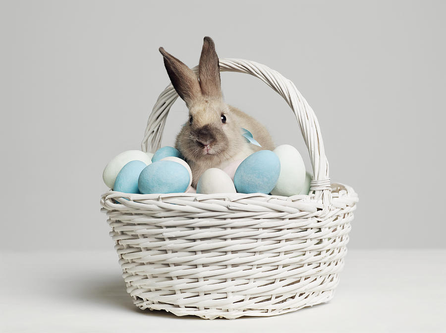 Rabbit amongst coloured eggs in basket, studio shot Photograph by Roger Wright