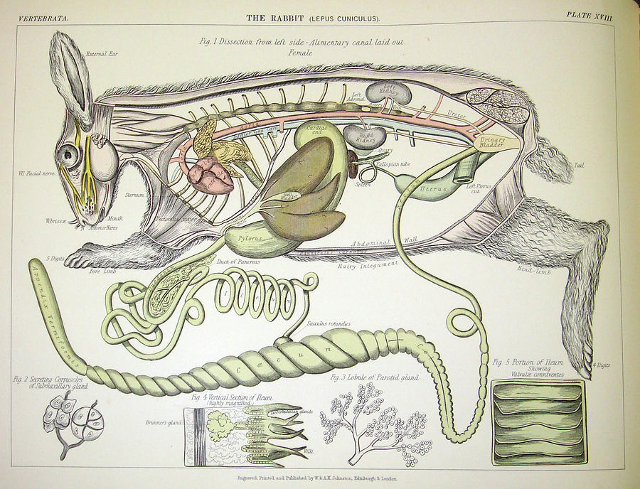 Rabbit Anatomy Photograph by Natural History Museum, London/science Photo Library