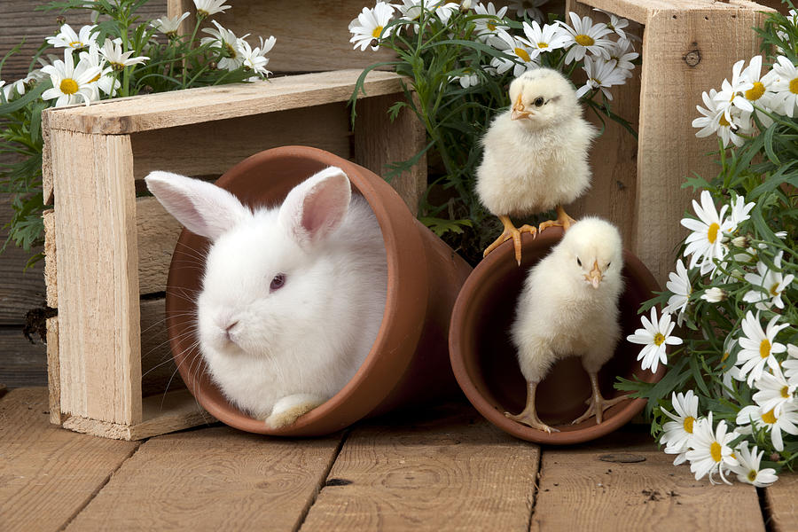 Rabbit And Chicks Photograph by John Daniels