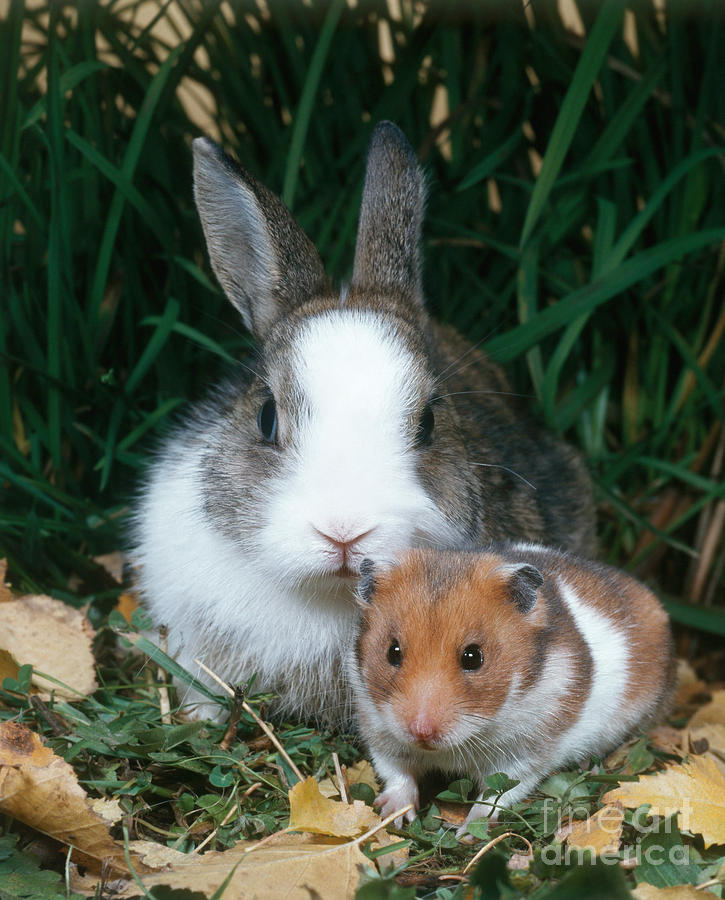 Animal Photograph - Rabbit And Hamster by Hans Reinhard