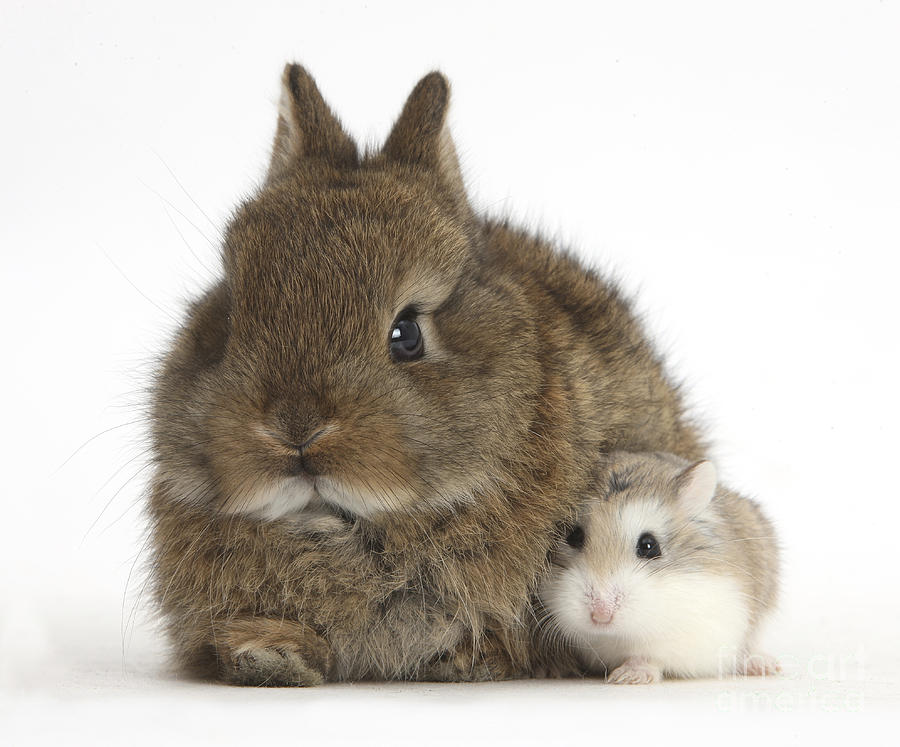 Rabbit And Roborovski Hamster Photograph by Mark Taylor