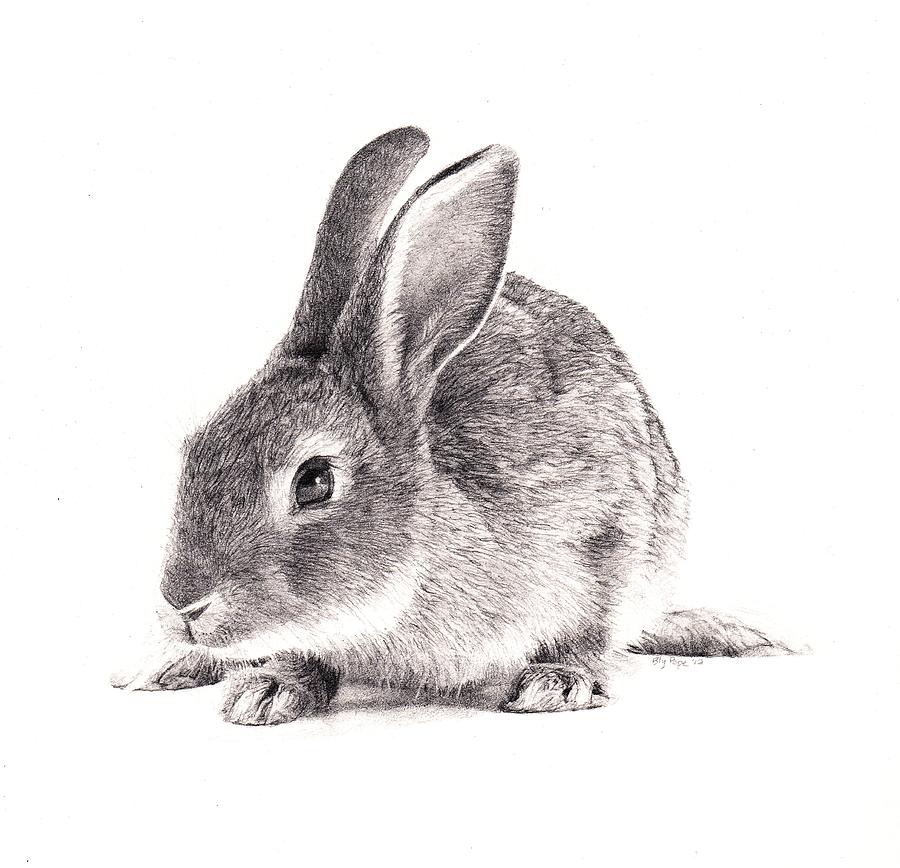  Rabbit Drawing by Bly Pope