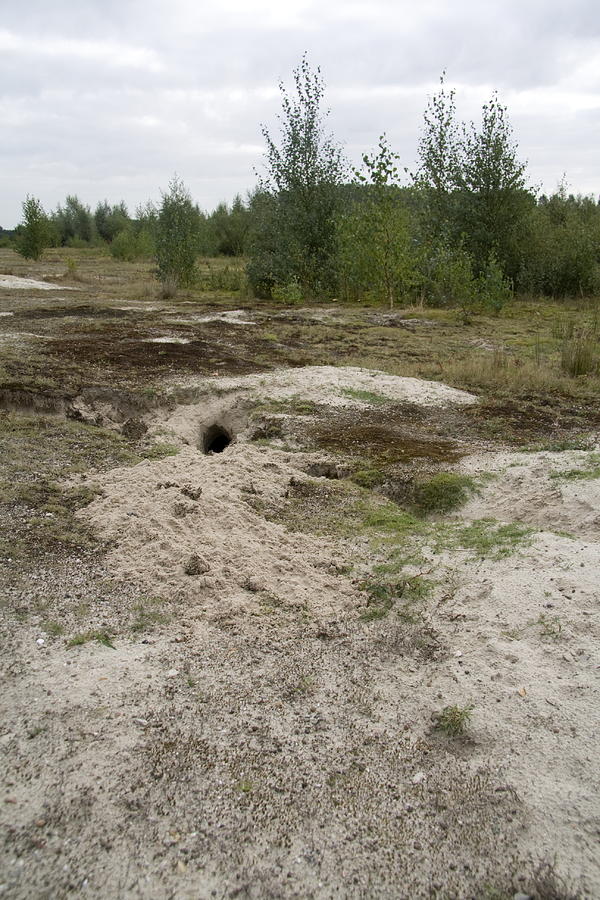 Rabbit burrows in the nature of Ossesluis managed by Forestry Commission Netherlands Photograph