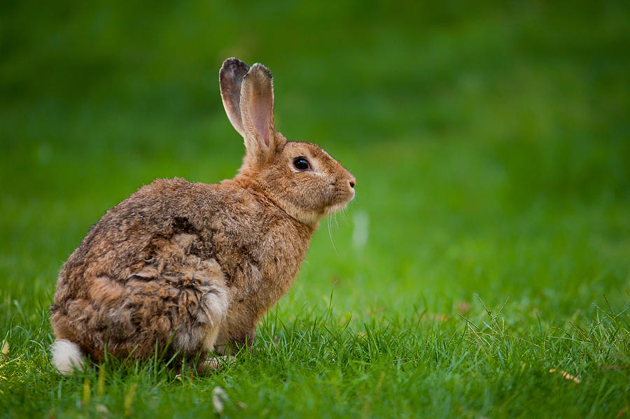 Rabbit Photograph - Rabbit by Denis Kujundzic
