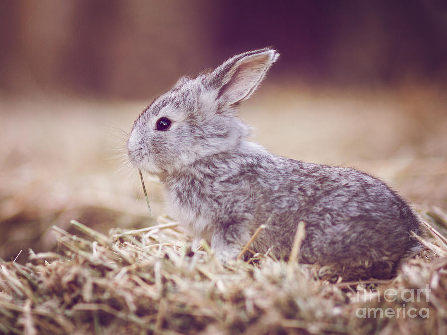 Rabbit Photograph - Rabbit by Diana Kraleva