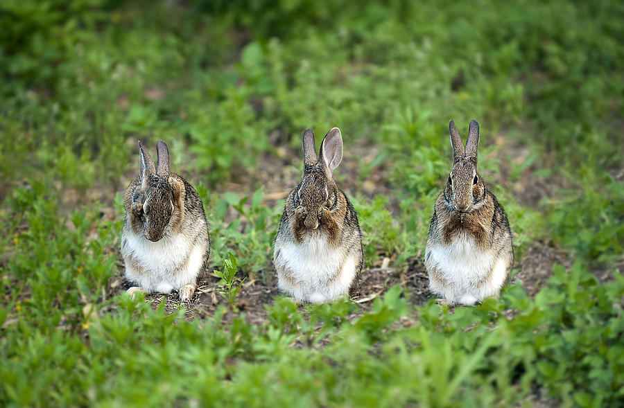 Rabbit  Photograph by Gouzel -
