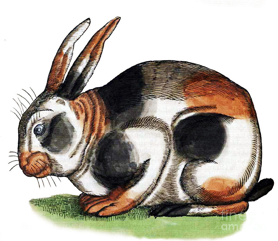 Animal Photograph - Rabbit from Historiae Animalium by Science Source