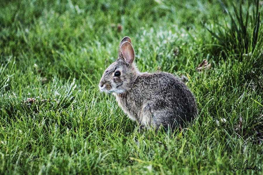 Rabbit in backyard Photograph by Giovanni Lombardo - Fine Art America