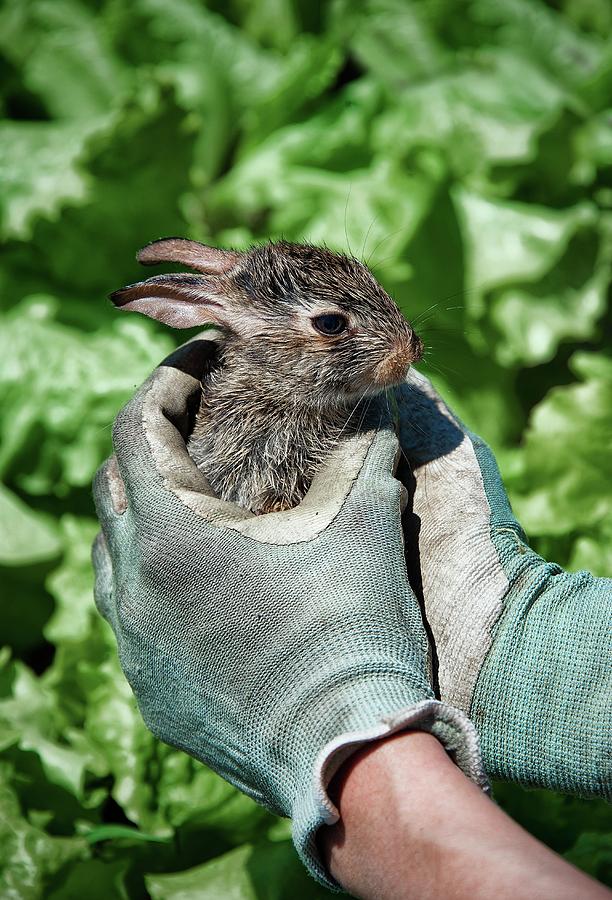 Peter Rabbit Photograph - Rabbit In Lettuce Patch by John Greim/science Photo Library
