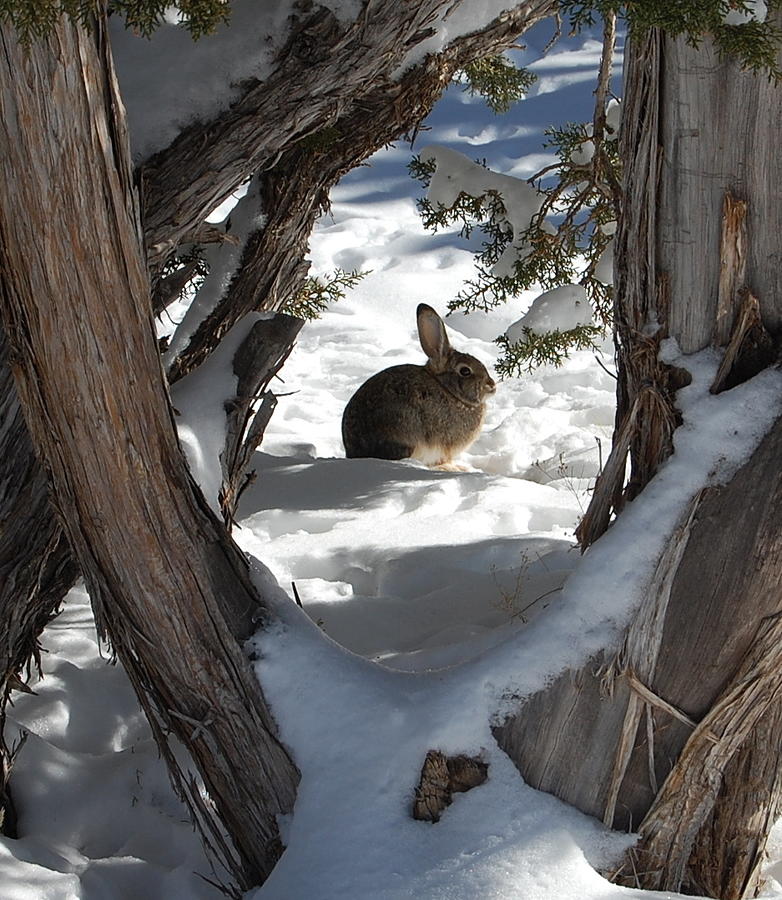 Rabbit In The Snow Photograph by James DeFazio