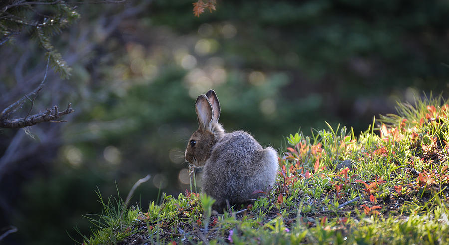 Rabbit in the Sun on Hurricane Hill Photograph by Ronda Broatch