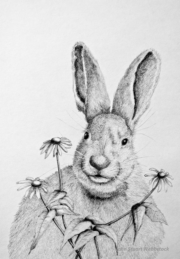 Rabbit Drawing by John Stuart Webbstock