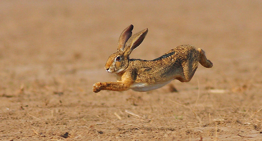 Rabbit jumping in field Photograph by Zahoor Salmi