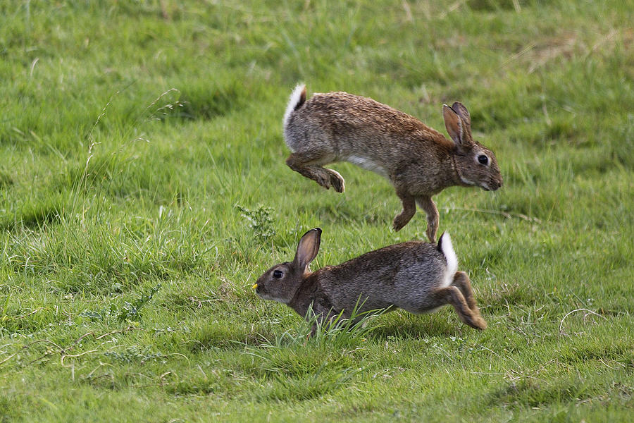 Rabbit Mating Behavior Photograph by M. Watson Fine Art America