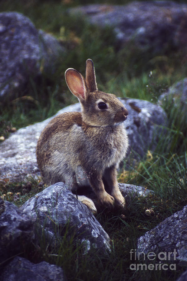Young Rabbit Photograph by Phil Banks