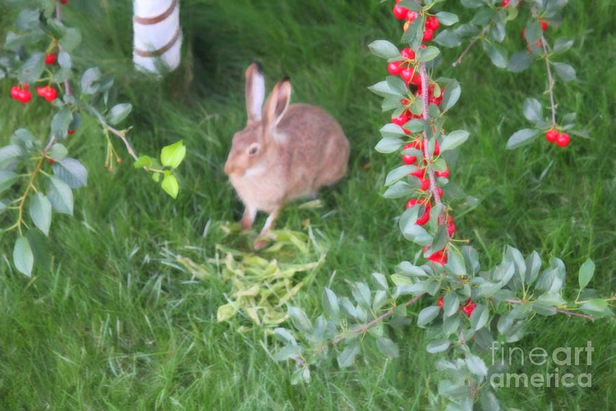 Rabbit Retreat Digital Art by Donna L Munro