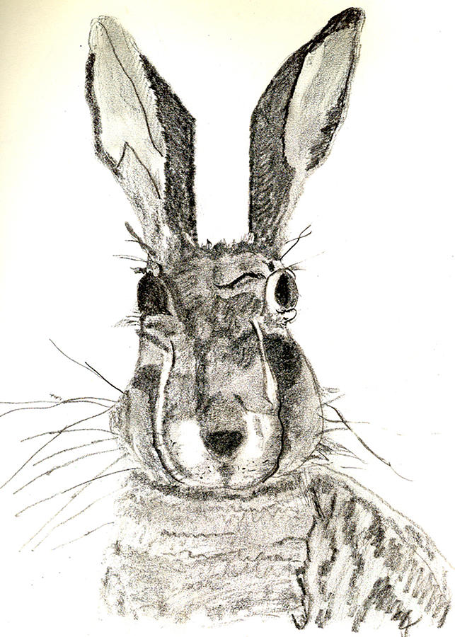 Rabbit Drawing by Sandy McIntire