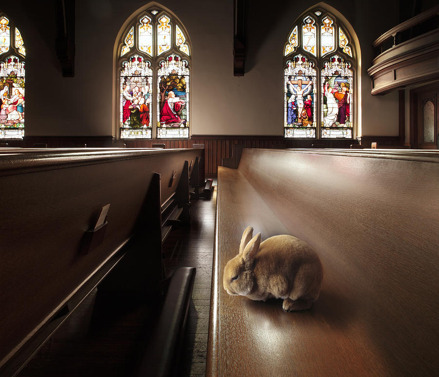 rabbit-sitting-on-church-pew-steve-cicero.jpg