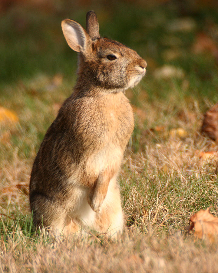 Rabbit Standing in the Sun Photograph by William Selander