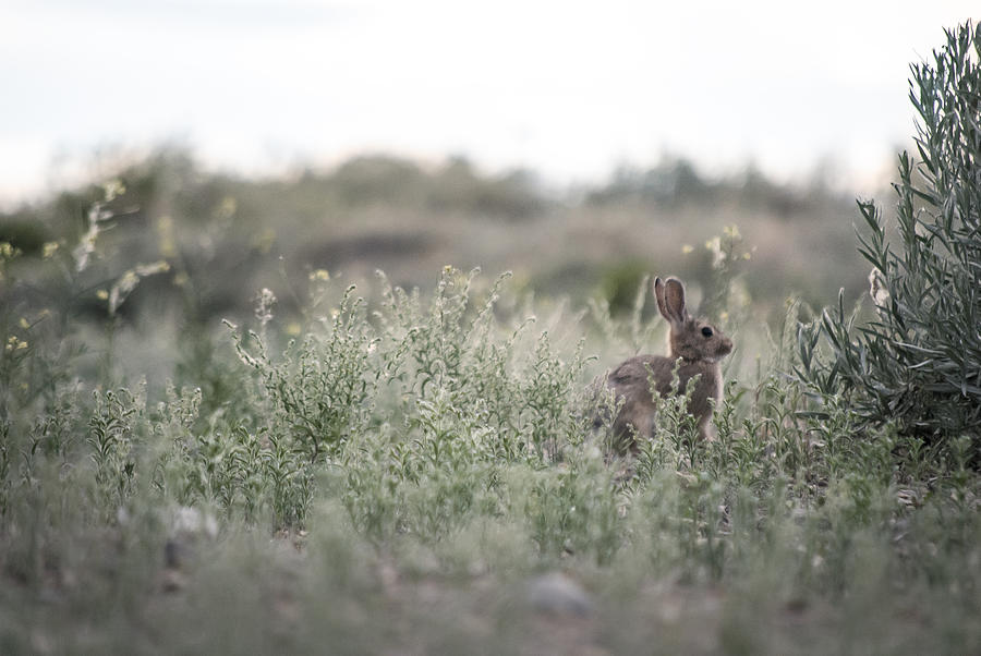 Nature Photograph - Rabbit by Stephanie Thomson