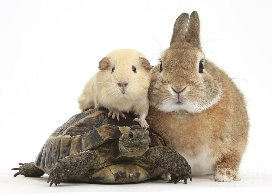 Rabbit, Tortoise And Guinea Pig Photograph by Mark Taylor