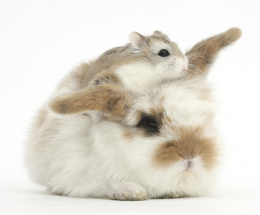 Rabbit With Roboroviski Hamster Photograph by Mark Taylor