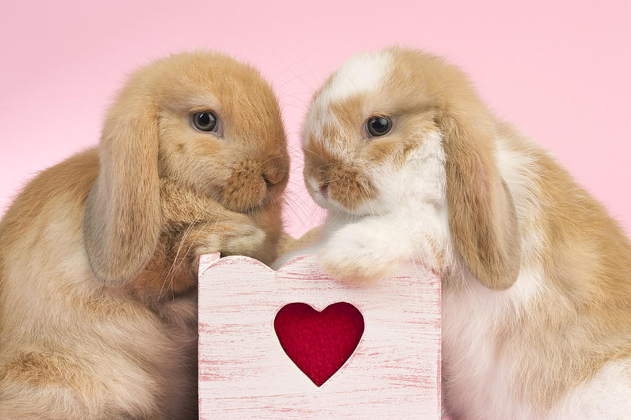 Rabbit Photograph - Rabbits And Heart by MGL Meiklejohn Graphics Licensing