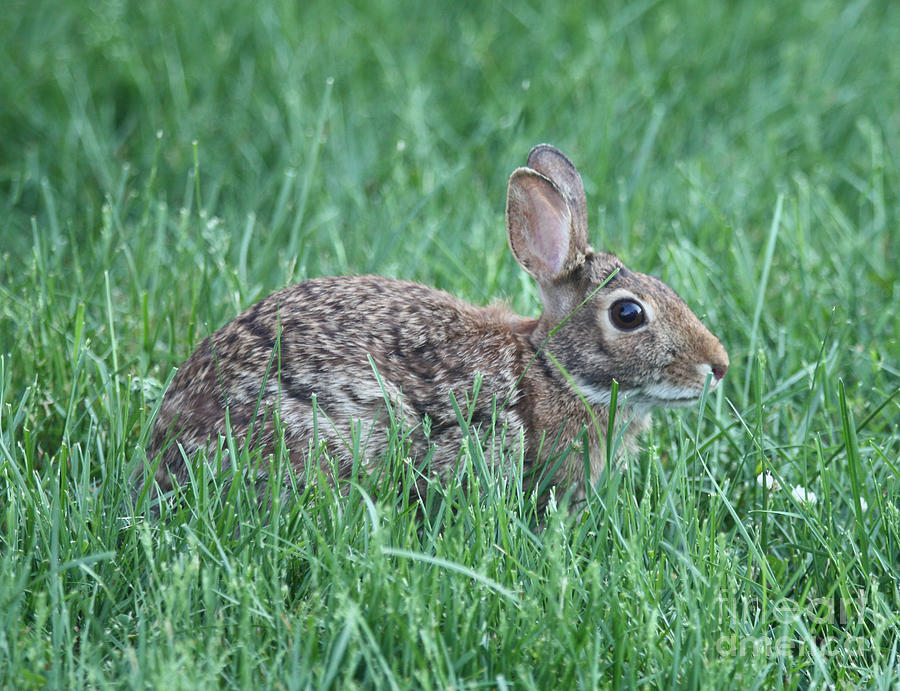 Rabbit Hiding In The Grass Photograph by John Telfer