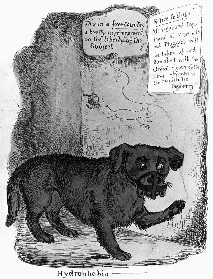 RABIES CARTOON, c1890 Drawing by Granger