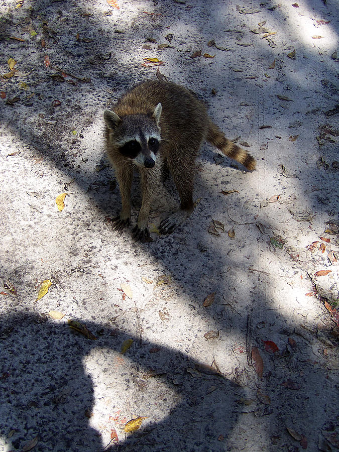 Raccoon 0311 Photograph