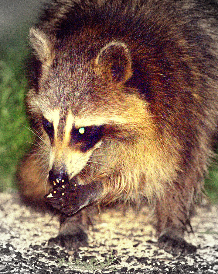 Raccoon 1 Digital Art by Aron Chervin