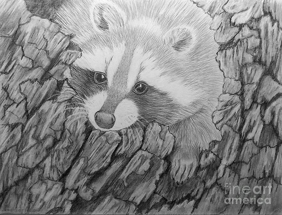 Raccoon 2 Drawing by Peggy Miller