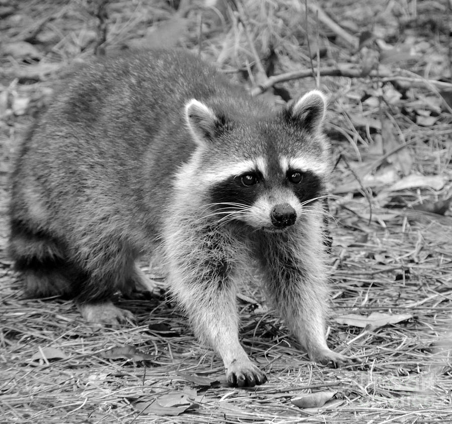 Marshes Photograph - Raccoon 2 by Timm Andrews