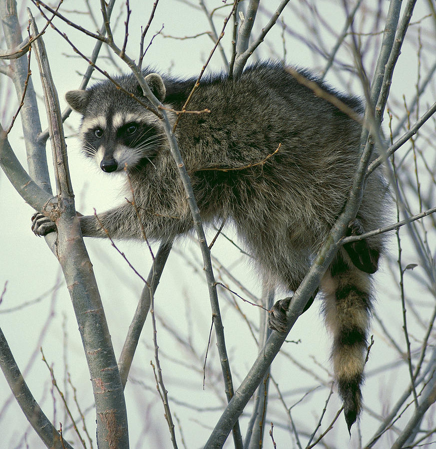 Wildlife Photograph - Up a Tree by Ellen Henneke