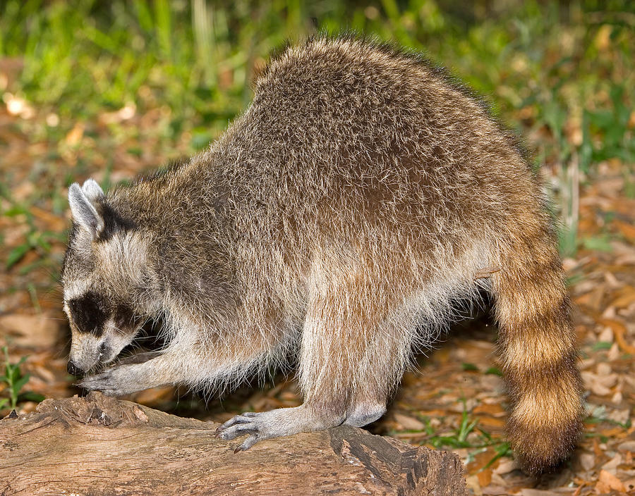 Raccoon Adult Digging For Grubs Photograph by Millard H. Sharp