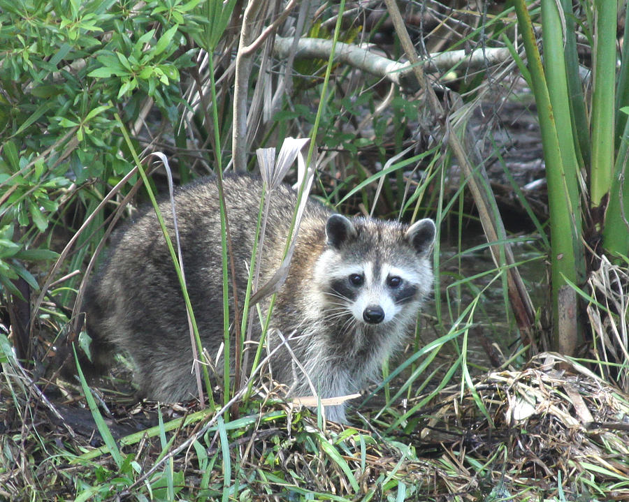 Nature Photograph - Raccoon by Aileen Mayer