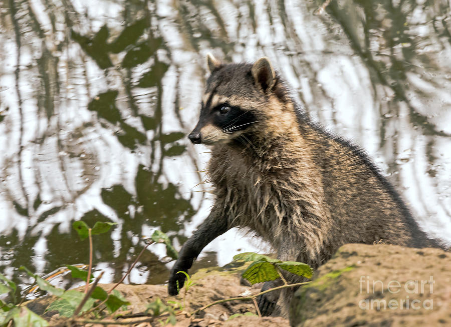 Raccoon Alert Photograph by Kate Brown