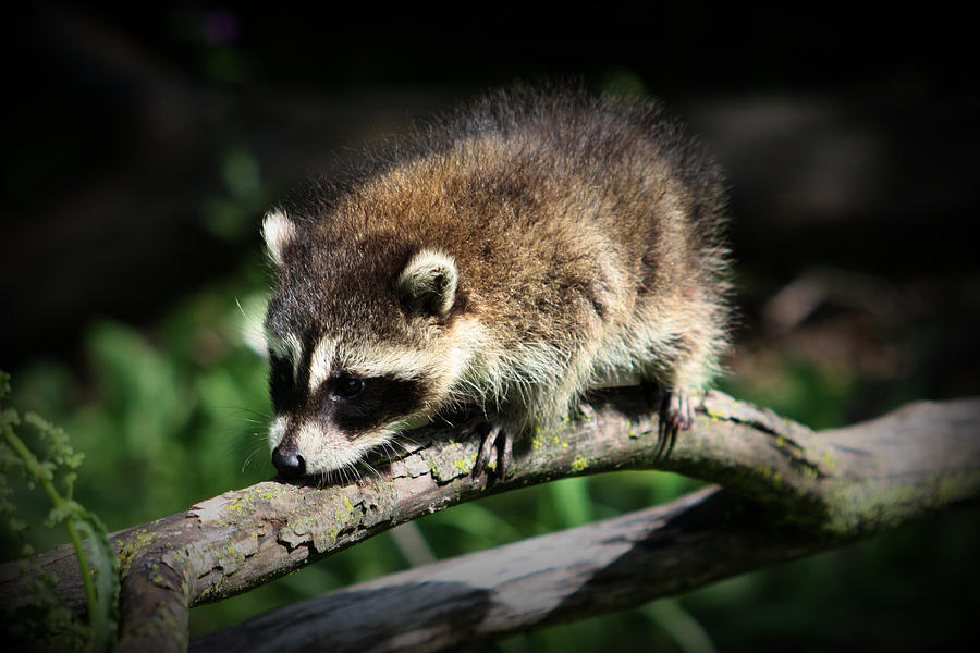 Raccoon Photograph by Amanda Stadther
