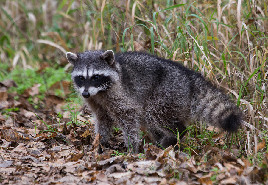 Raccoon Photograph by Angie Vogel